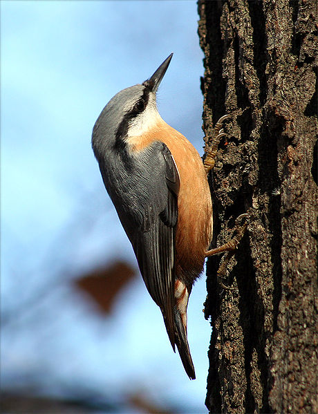   (Sitta europaea)