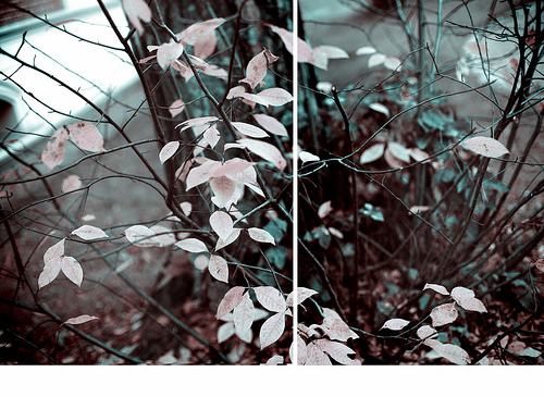  (500x365, 151Kb)