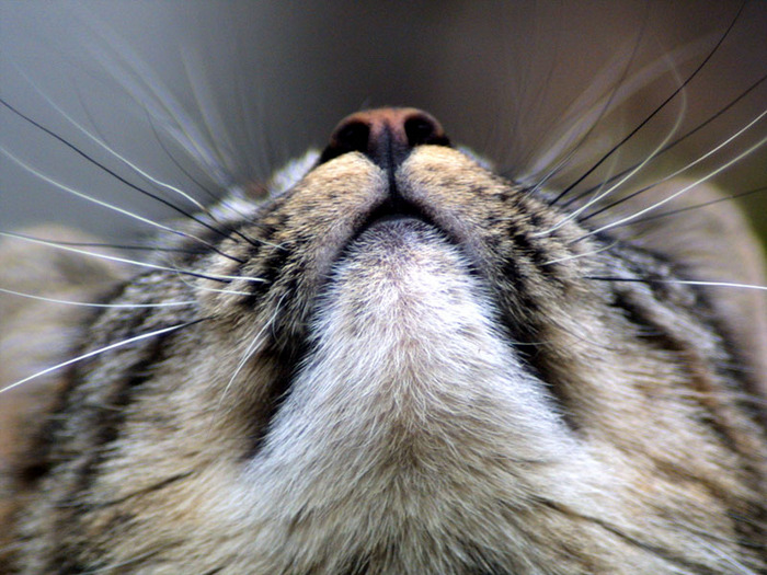 19514830_w_p_animalscat (700x525, 160Kb)