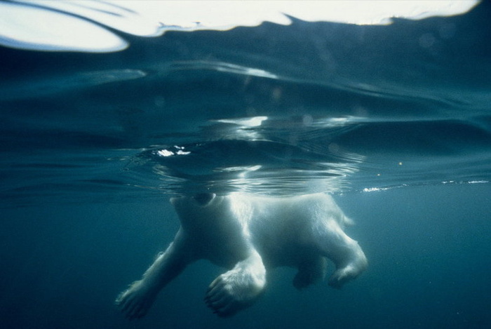   «» , Polar Bear in Hudson Bay, Canada © Flip Nicklin / 2007 National Geographic Society
