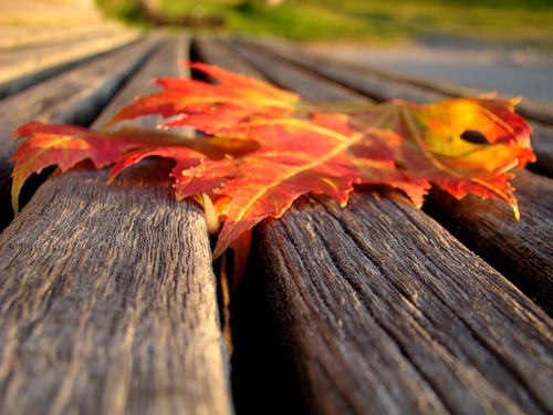  (500x375, 57Kb)