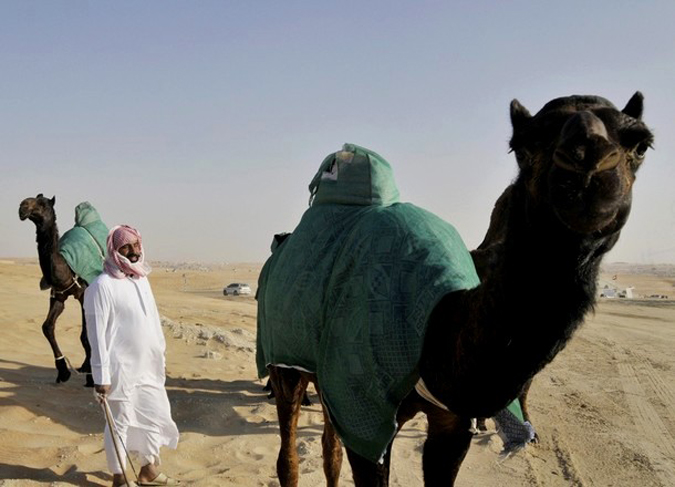   (Mazayin Dhafra Camel Festival / Camel Beauty Contest), , -, 8  2010 .