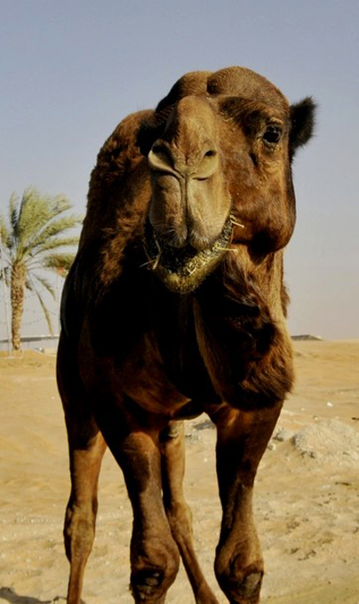   /     (Mazayin Dhafra Camel Festival / Camel Beauty Contest), , -, 8  2010 .