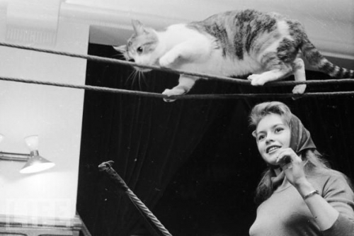 Brigitte Bardot