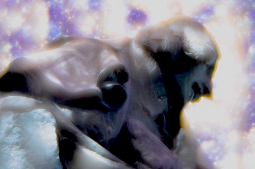 0_33412_31c7e127_-3-L (500x332, 32 Kb)