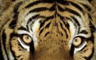 tigr_3 (190x119, 7 Kb)