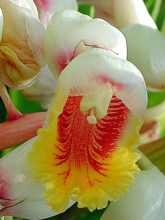 Изготовление выкройки для будущей орхидеи