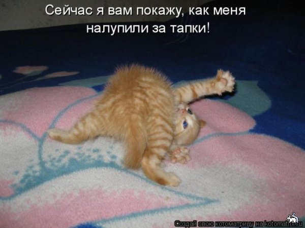 http://img1.liveinternet.ru/images/attach/c/1//58/579/58579946_1272635872_kotomatrix_09.jpg