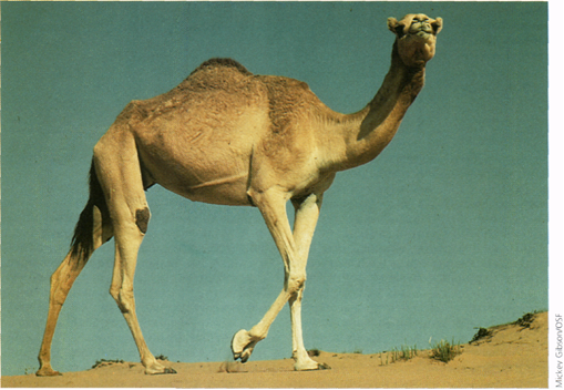  (509x352, 371Kb)