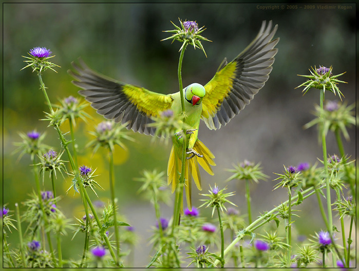 попугай на цветах-1 (699x528, 141 Kb)