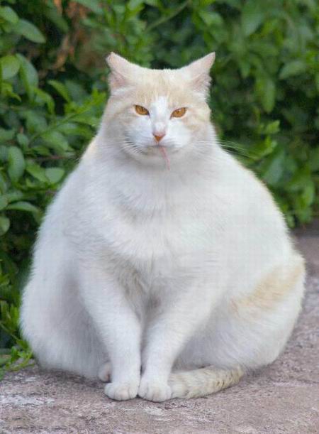  (450x611, 39Kb)