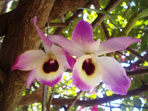 Как посадить орхидею из Вьетнама: рекомендации по пересадке