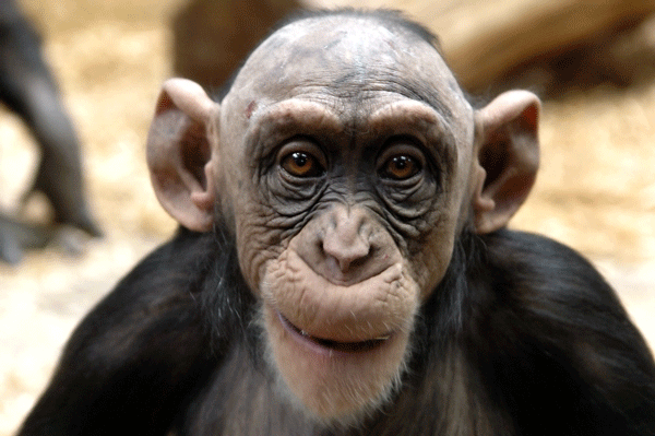 bald-monkey (600x399, 142 Kb)