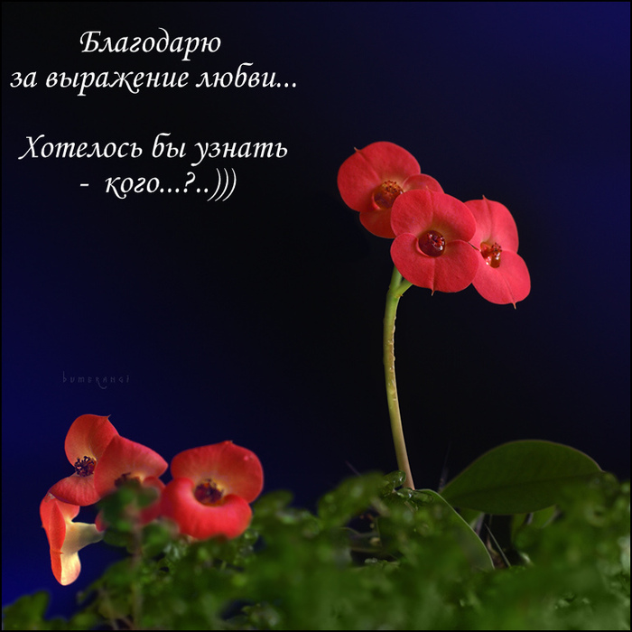  (700x700, 143Kb)