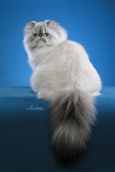 http://img1.liveinternet.ru/images/attach/c/1//59/699/59699418_persiancat4.jpg