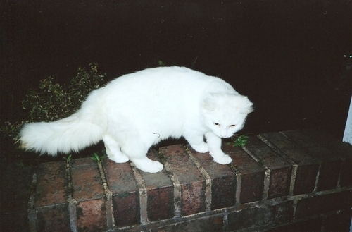  (500x329, 99Kb)