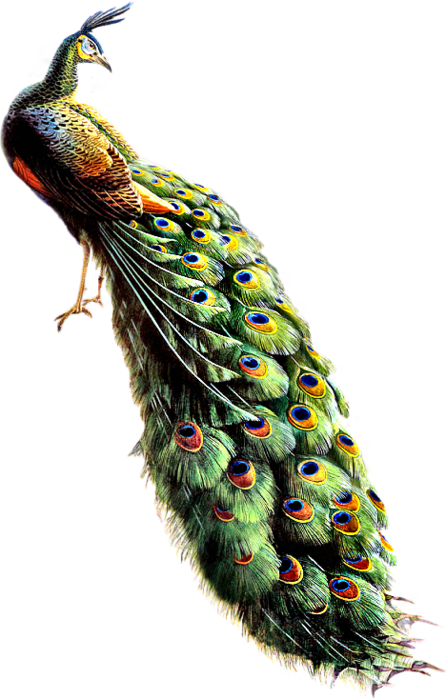 61788863_Peacock_08_mm.png