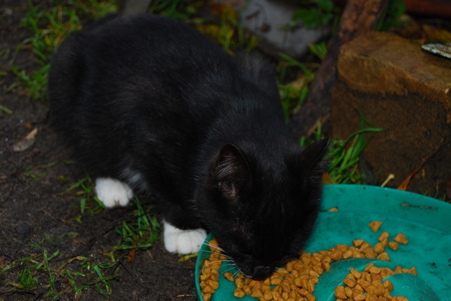 DSC_0017 (640x428, 186 Kb)