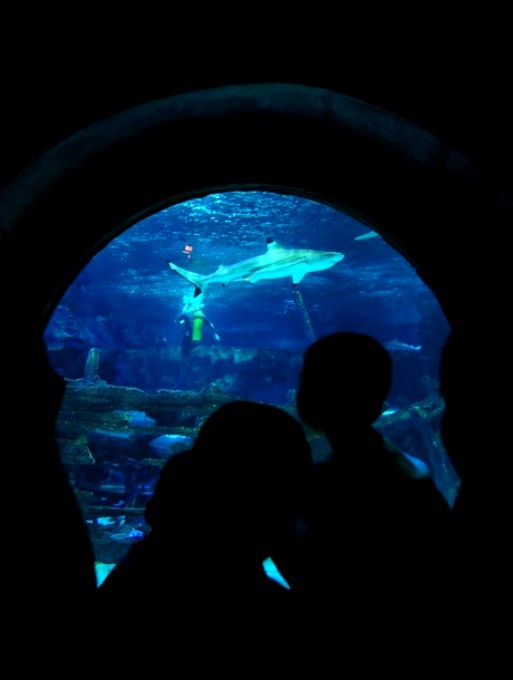   Blue Zoo Aquarium , , 3  2010 .