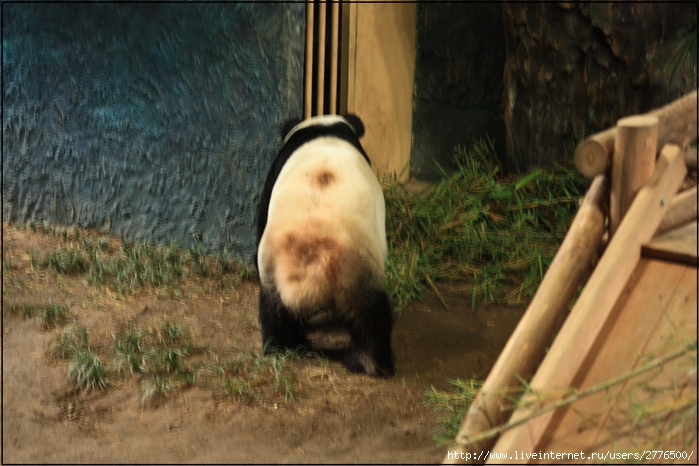  чиангмайские панды