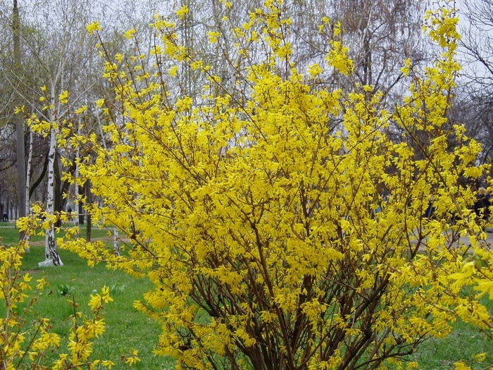 стена ранние весенние кусты фото жировые клетки, которые