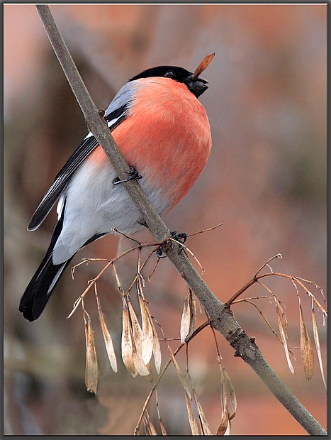 Птичка похожая на снегиря с красной грудкой но не снегирь фото и описание