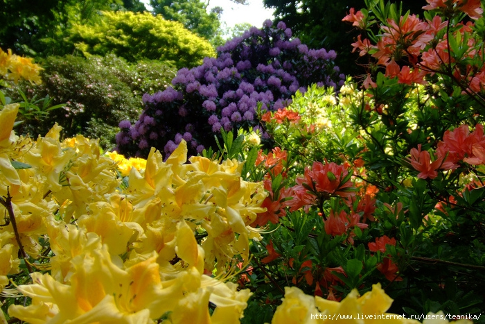 Рододендроны фото цветущие