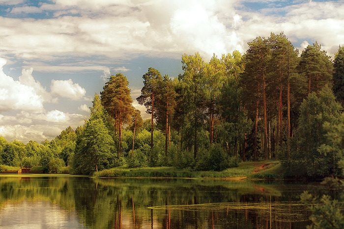 Берег реки в лесу