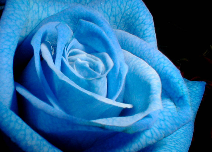 Amour est bleu. Синие розы фото. Фрекен синие розы.