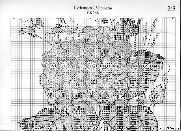 Схема для вышивки гортензия