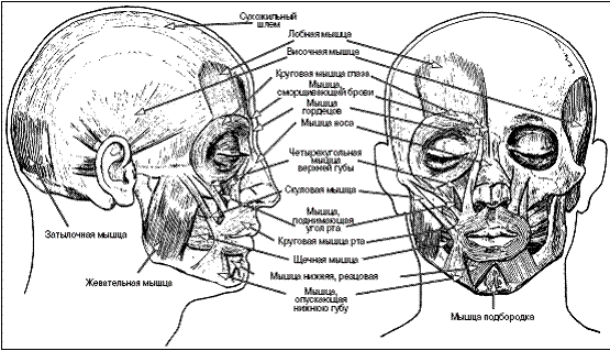 Мышцы лица рисунок с подписями