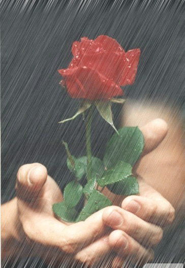 Дождики сольются в крупные. Красивые полосатые розы под дождем. Пусть дождь умоет от невзгод картинки.