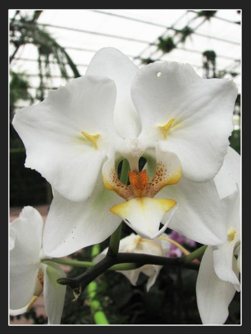 Орхидея caribbean dream фото и описание