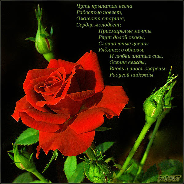 Красивые розы стихи. Стишок про розу. Стих про розу. Красивые стихи о цветах розах. Прекрасное розы и стихи.