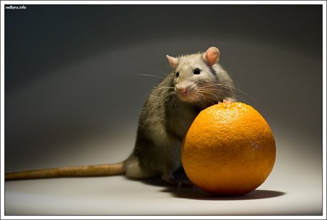Можно ли крысам мандарины. Крыса с апельсином. Хомяк с апельсином. Мышонок апельсин. Мышь с мандарином.