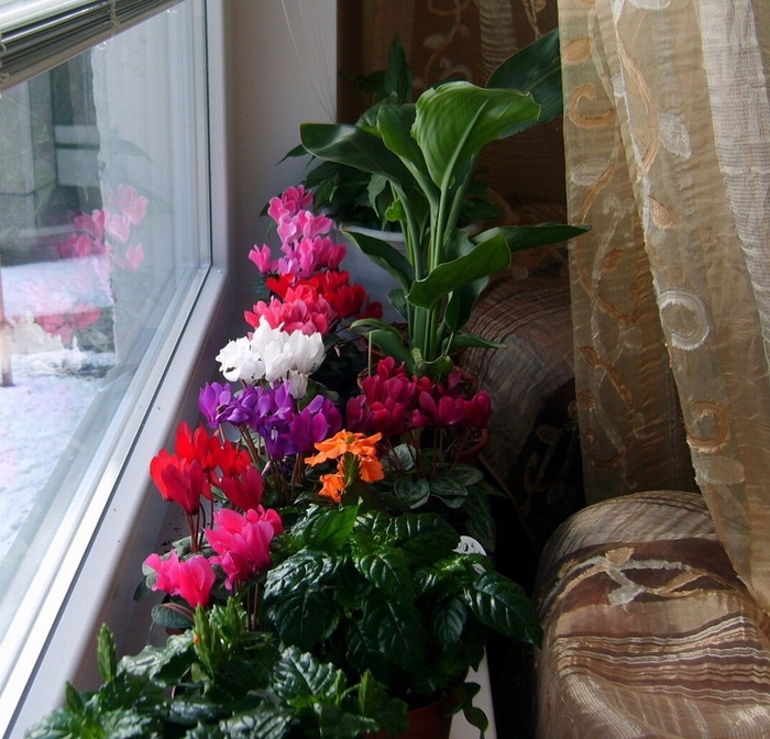 Комнатные цветы в квартире реальные фото
