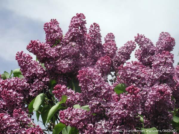 Сирень агнес смит фото и описание сорта