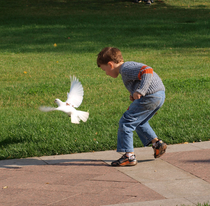 Ребенок гоняет. Мальчик с голубем. Ребёнок бежит за голубем. Дети гоняют птиц. Мальчик бегает за голубем.