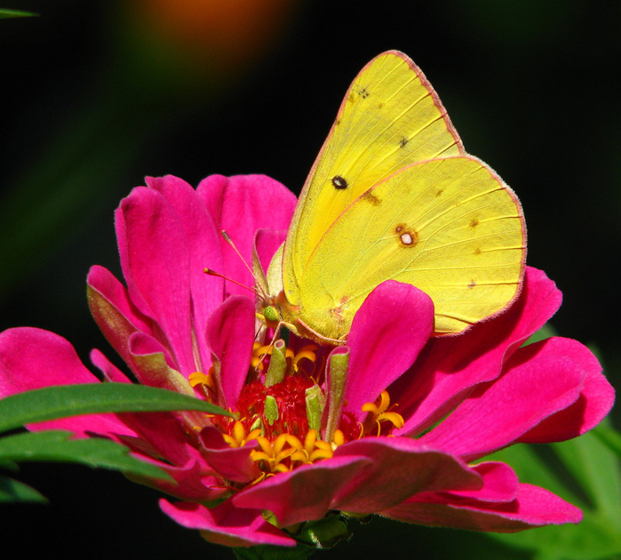 Крылатый цветок. Жёлтая бабочка. Желто розовая бабочка. Бабочки-красавицы. Желтые пионы с бабочками.