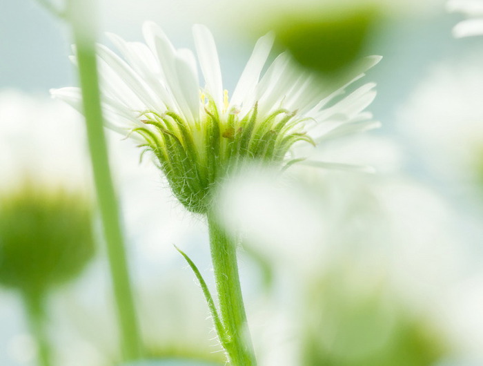 White light green