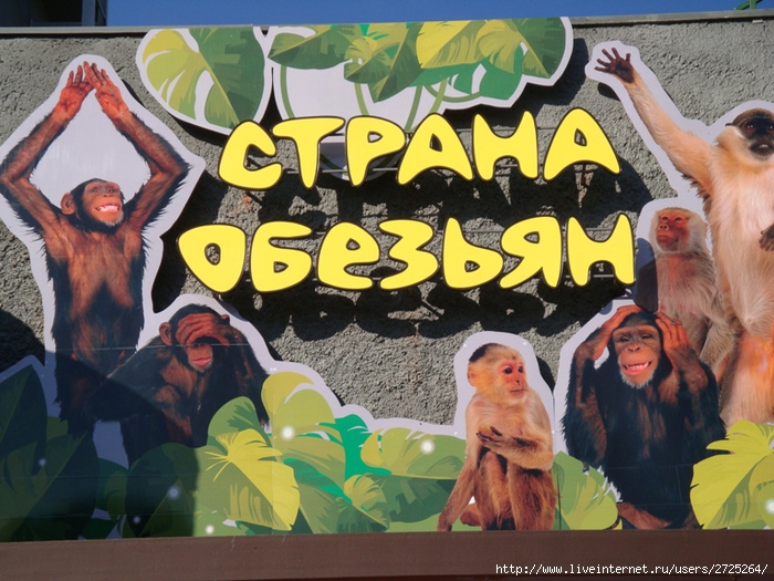 Страна обезьян. Ижевский зоопарк Страна обезьян. Ижевский зоопарк обезьяны. Страна обезьян в Ижевском зоопарке. Обезьяны в Ижевском зоопарке.