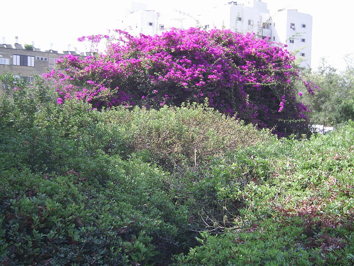 Цветущие кустарники израиля фото и названия