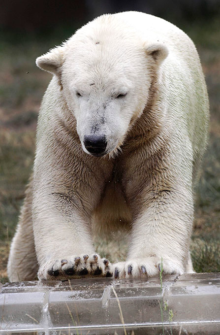 Несчастные животные в зоопарке. Gus (Bear).