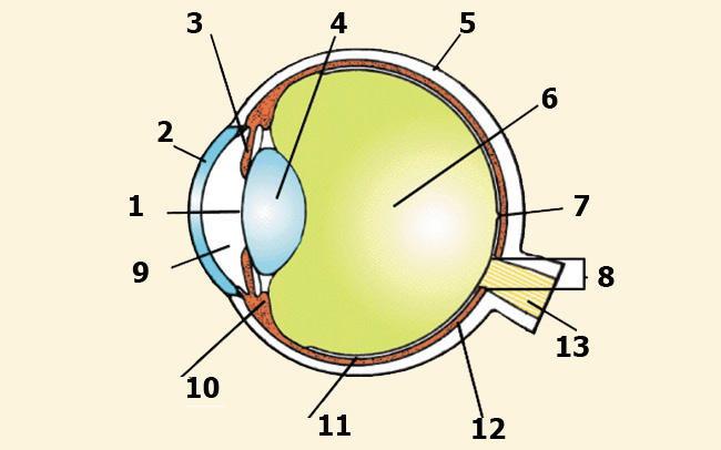 Тест по теме органы зрения. Глазной анализатор строение рисунок. Схема строения глазного анализатора. Зрительный анализатор строение глаза. Схема строения зрительного анализатора рисунок.