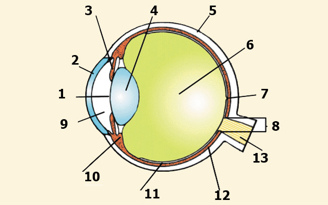 Строение глаза задание