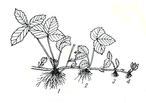 Рассмотрите рисунок на котором изображен один из процессов жизнедеятельности земляники
