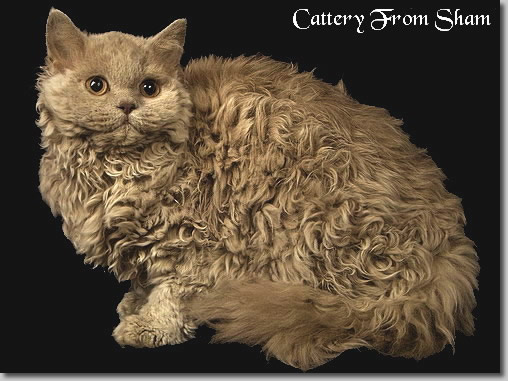 сиамская кошка википедия