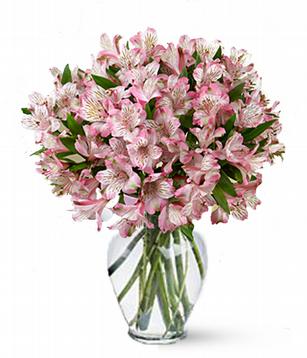 alstromeria_pink_copy___ (307x358, 27Kb)