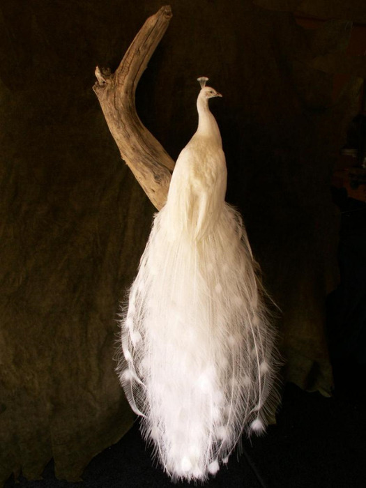 white_peacock_3 (525x700, 79Kb)