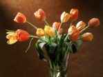  Tulips in Bloom (700x525, 190Kb)